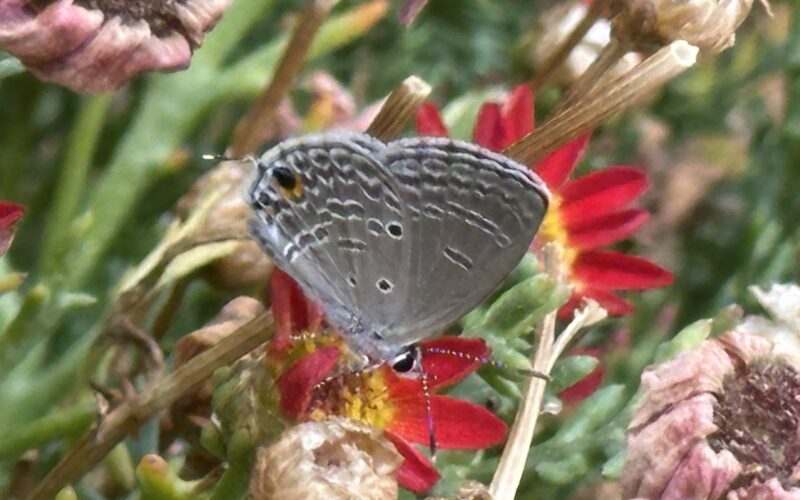 A Baroك Concert for Qanun Cello And Piano in Amman